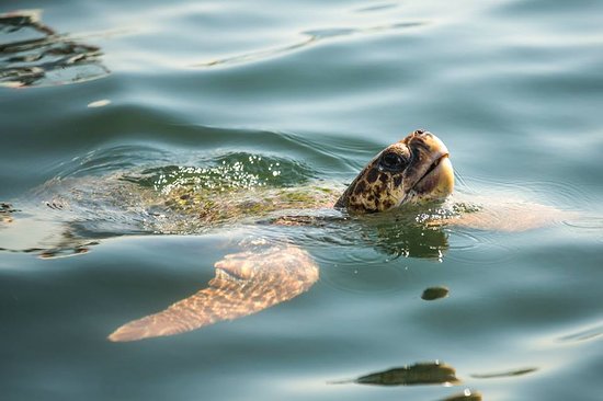 turtle watch in dalyan